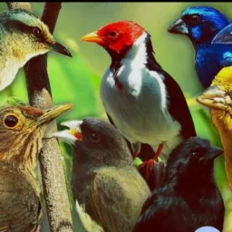 Troca de aves ou vendas gerais De caxias ✅🐧