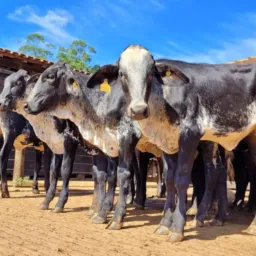 MELHORAMENTO GENÉTICO 🧬 RONDÔNIA IATF FIV  VENDA DE TOUROS E MATRIZES.