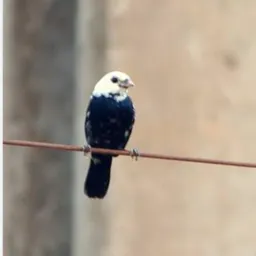 Passarinhos MARI PB🦜🪽🪶
