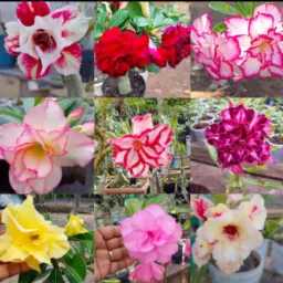 K.L Rosas Do Deserto 🌹🏜️