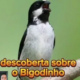 Pássaros top🥹 região de todo o nordeste