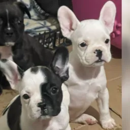 Compra, venda e troca de Pets Rio Grande e Região, apenas DDD 51 ao 55
