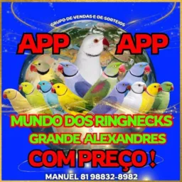 Ring neck e grande Alexandre vendas e sorteios grupo com preço
