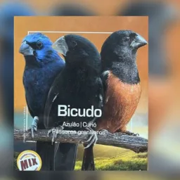 Bicudo, Curio E Azulão MG