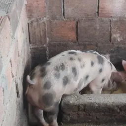 Rifa um leitao