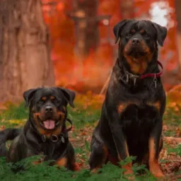 Vendas e compras de cães de raça🐕