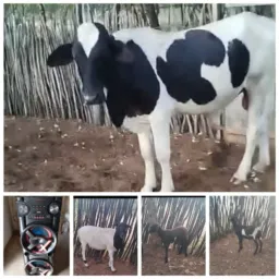RIFA DE QUATRO ANIMAIS E UMA CAIXA DE SOM BOM DE VERDADE