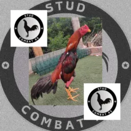 Grupo exclusivo Criatorio e Stud Combate RS e Cocheira Zé Ceará Amizade Através do Galo