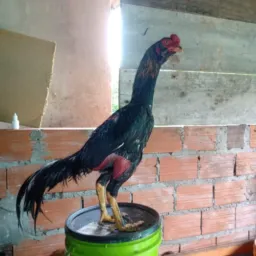 GRUPO 🐔IMPÉRIO DO GALO🐔