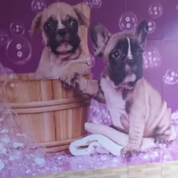 Pettshop mimos e capricho