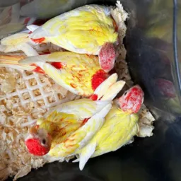 Grupo de aves ornamentais de cianorte e região