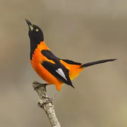 Passarinheiros Valentina.