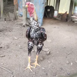 Sp aves e animais  DDD 11🐔🐣🦢🐓🦃🦚🦩🐧🦆