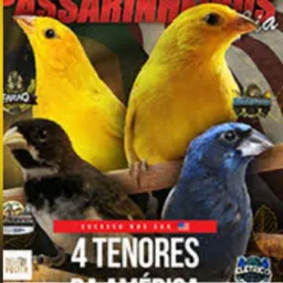 FEIRÃO DO ROLO DE AVES🦜🦉🐒