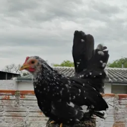 Grupo de nagazaki e outros animais...