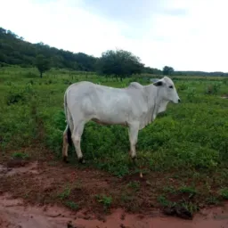 Gerlandio rifa
