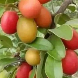Group Rema singles /Nevanoda kubatsirwa