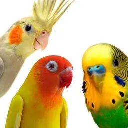 ANIMAIS SETE LAGOAS