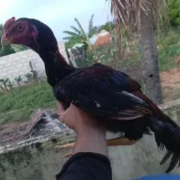 Rifa valendo um Frango novo top..🥵🔥🙏