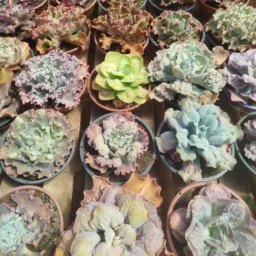 Sucumania plantas ornamentais 🪴☘️🪷