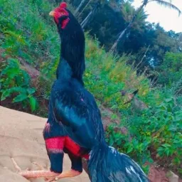 Criadores da raça Mura galos índios puros de raça . Criatório CAZ genética e qualidade