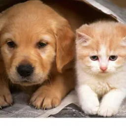 DOAÇÕES CÃES E GATOS PGM