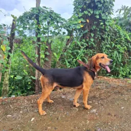 PIRIS KENEL RIFA =Cachorro muito top Beagle com Americano urrador, bom na paca e ta,completo de rast