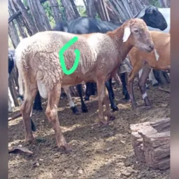 AGUARDANDO OS PAGAMENTOS ✅