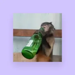 Os primeiros mais doido na tropa do macaco✌🏼🚲🙉🐒