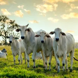 AGRO Compra e vendas relacionados agro Rondônia