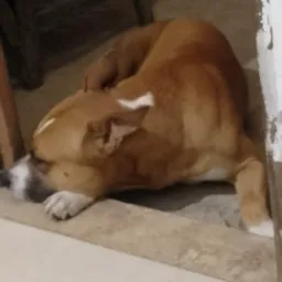 Dono faleceu