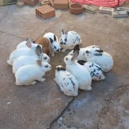 Vende / trocas / Doações/ Animais/ móveis tudo etc