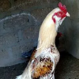 Grupo do Peixoto