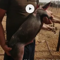Rifa de um leitão Pietran 🍀💲🐷