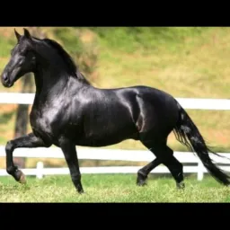 Venda e gambira de cavalo e boi águas lindas