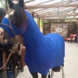🍀Ação valendo uma capa legging para cavalo 🐎