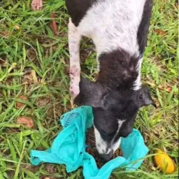 PRENHA NA CHUVA