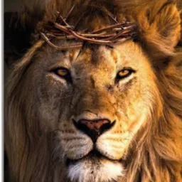 LEÃO DA TRIBO DE JUDÁ 🔥🙌📖