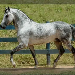 compra venda e troca de cavalos e muares