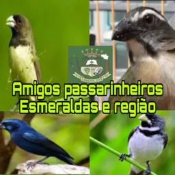 Amigos Passarinheiros Esmeraldas e Região!💎