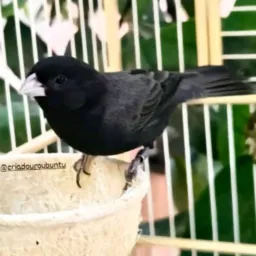 Pássaros de jacarepagua 🦜