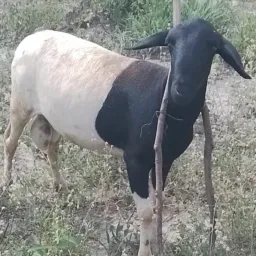 Rifa de um carneiro 🐏