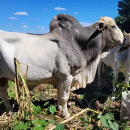 CARGA VIVA VENDA É TROCA