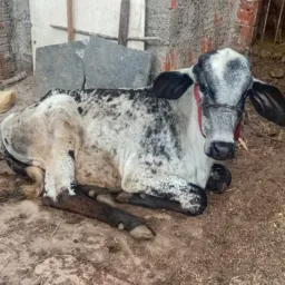 RIFA DE UM GARROTE