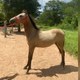 Rifa de um potro mangalarga com quarto de milha com apenas um ano de idade manso de cabresto já