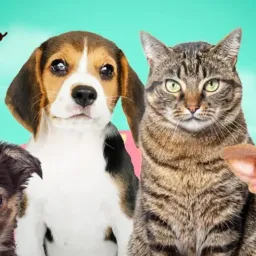 ❤️🐶ADOTE UM AMIGO🐱❤️