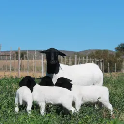 Só CAPRINOS/OVINOS 🐑