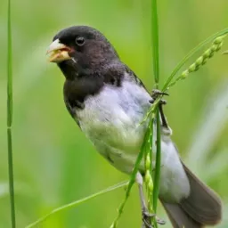 Amante das aves d fibra
