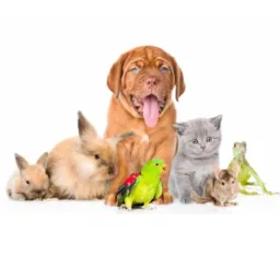 ANIMAIS PERDIDOS E ACHADOS ITAIPUAÇU! 🐾