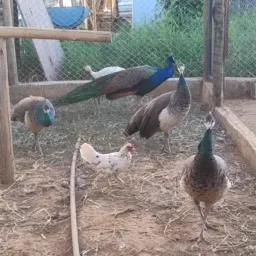 Vendas e troca de aves Goiânia e região.